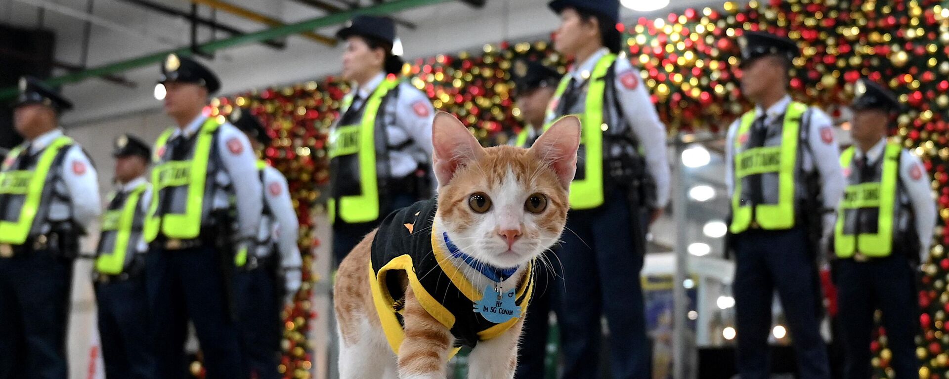 Conan the cat stands next to security guards outside an office building in Mandaluyong, Manila. - Sputnik Africa, 1920, 24.11.2023