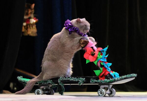 A picture taken on May 3, 2013, shows a cat performing during a show in the Moscow Cat Theatre,  founded by  famous Russian clown Yuri Kouklatchev, shortly before the fall of the USSR. - Sputnik Africa