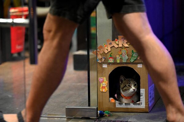 This picture taken on September 29, 2023 shows Maria the cat sitting in her box outside an establishment at the Alabang Town Center in Alabang, Metro Manila. A cat wearing a black-and-yellow security vest strolls nonchalantly past security guards lined outside a Philippine office building waiting to receive instructions for their shift. While the cats lack the security skills of dogs -- and have a tendency to sleep on the job -- their cuteness and company have endeared them to bored security guards working 12-hour shifts. - Sputnik Africa