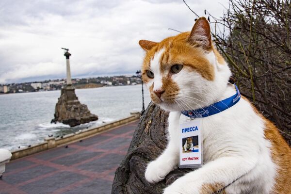 The famous cat Mostik (&quot;Bridge&quot; in Russian), which became a symbol of the construction of the Crimean Bridge, after the completion of construction, moved to the regional division of the Rossiya Segodnya International Information Agency in Simferopol. - Sputnik Africa