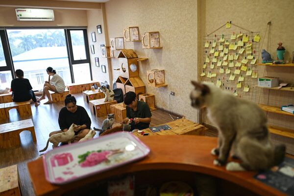 Visitors play with rescued cats at Ngao&#x27;s Home, a one of its kind cafe and cat rescue place in Hanoi on August 7, 2020, ahead of the International Cat Day. International Cat Day, created in 2002, is celebrated on August 8 every year. - Sputnik Africa