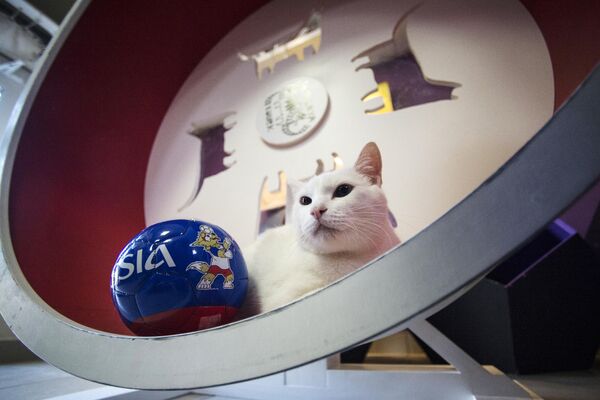 The Hermitage cat-oracle Achilles, “working” in the Hermitage in St. Petersburg, “went on a diet” ahead of the 2018 FIFA World Cup in Russia. - Sputnik Africa