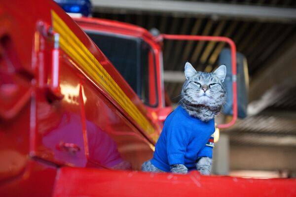 The cat named Semyon, a pet of the fire and rescue unit of the Main Directorate of the Ministry of Emergency Situations of Russia for the Tyumen Region, sits on a fire truck in the garage of military vehicles in the village of Borovsky. - Sputnik Africa