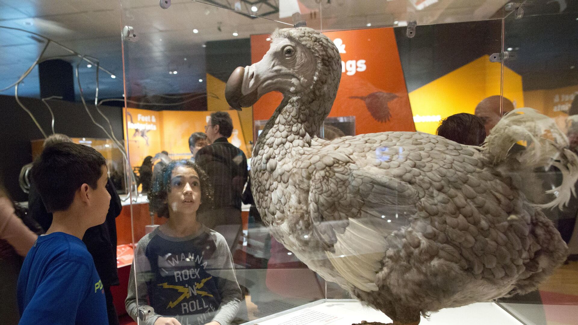 Fourth graders from P.S. 87 inspect a model of a Dodo bird during a press preview of Dinosaurs Among Us, Tuesday, March 15, 2016, at the American Museum of Natural History in New York.  - Sputnik Africa, 1920, 28.11.2023