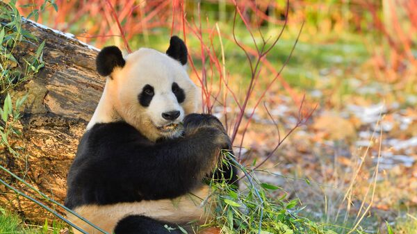 Yang Guang the giant panda in the Edinburgh Zoo. - Sputnik Africa