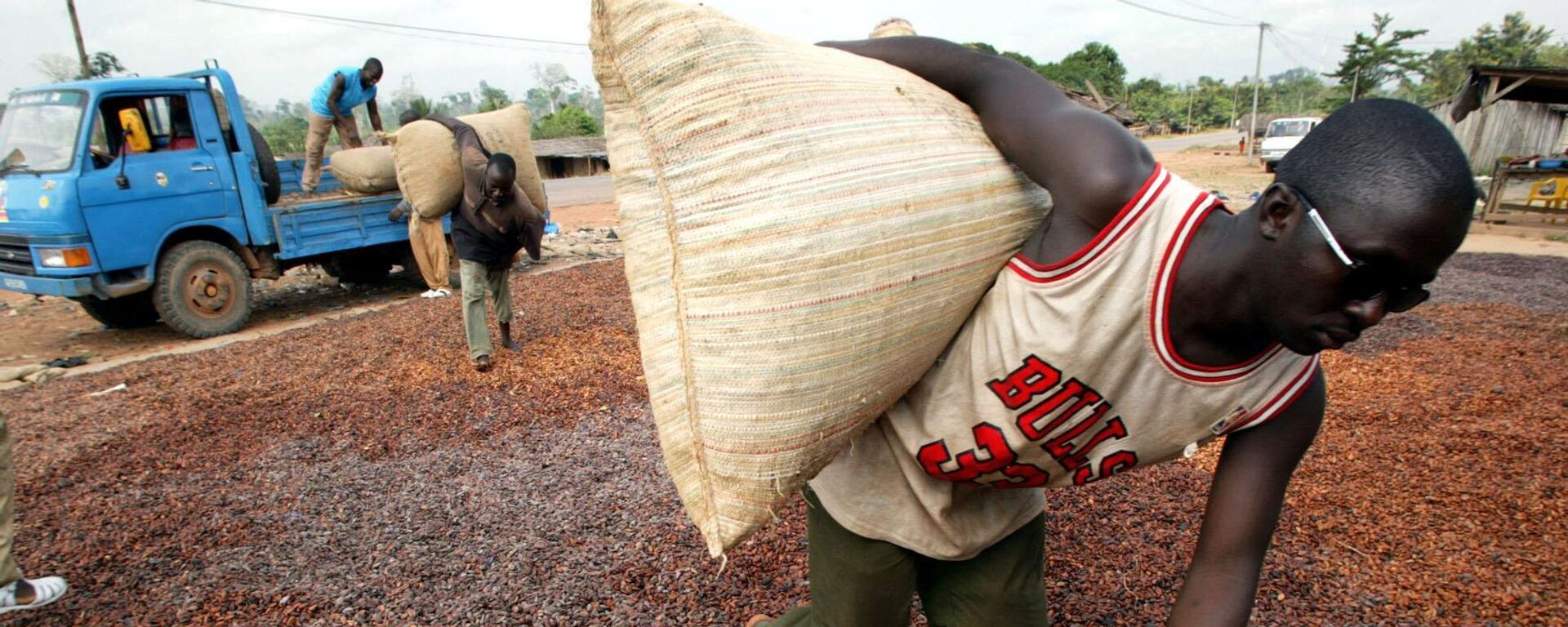 Farm workers unload bags of cocoa 9 January 2003 near San Pedro, the cocoa-growing belt of the world's largest cocoa producer. - Sputnik Africa, 1920, 03.12.2023