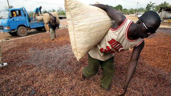 Farm workers unload bags of cocoa 9 January 2003 near San Pedro, the cocoa-growing belt of the world's largest cocoa producer. - Sputnik Africa