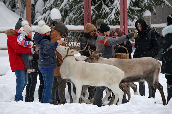 Visitors feed reindeer at the Lesnaya Izbushka farm in the Leningrad Region. - Sputnik Africa