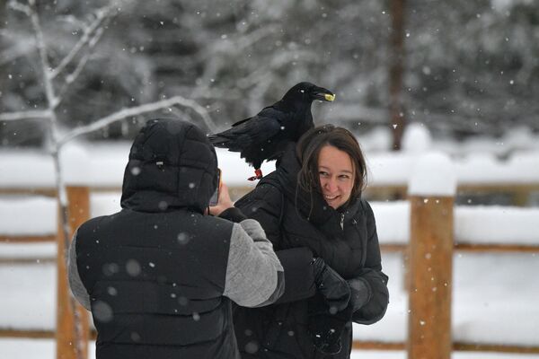 Visitors take photos with a tame raven at the Lesnaya Izbushka reindeer farm in the Leningrad Region. - Sputnik Africa