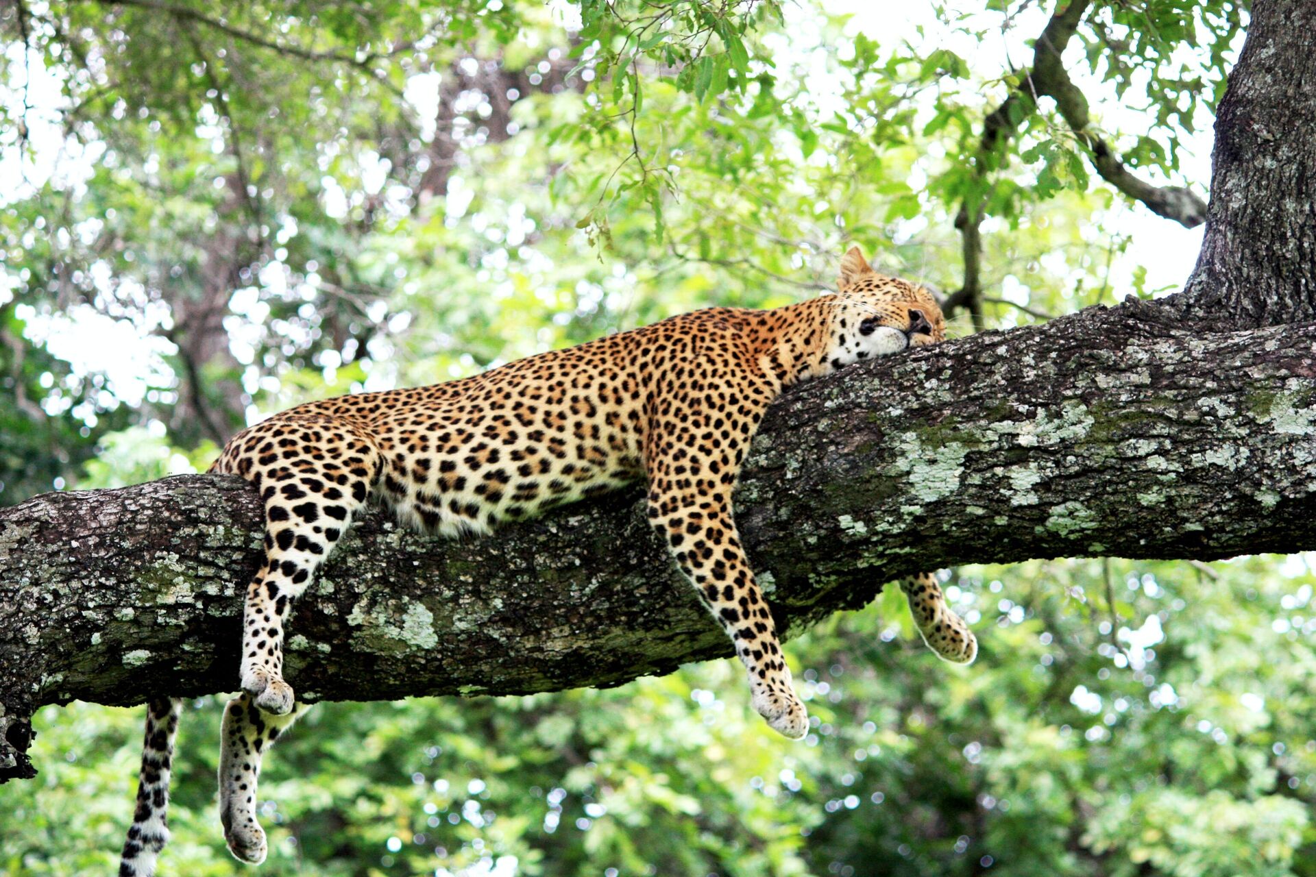 Zambie, léopard dans le Parc National du Luangwa Sud  - Sputnik Afrique, 1920, 06.12.2023