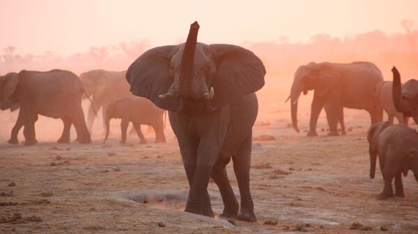 Elephants, Hwange National Park, Zimbabwe, 2007 - Sputnik Africa