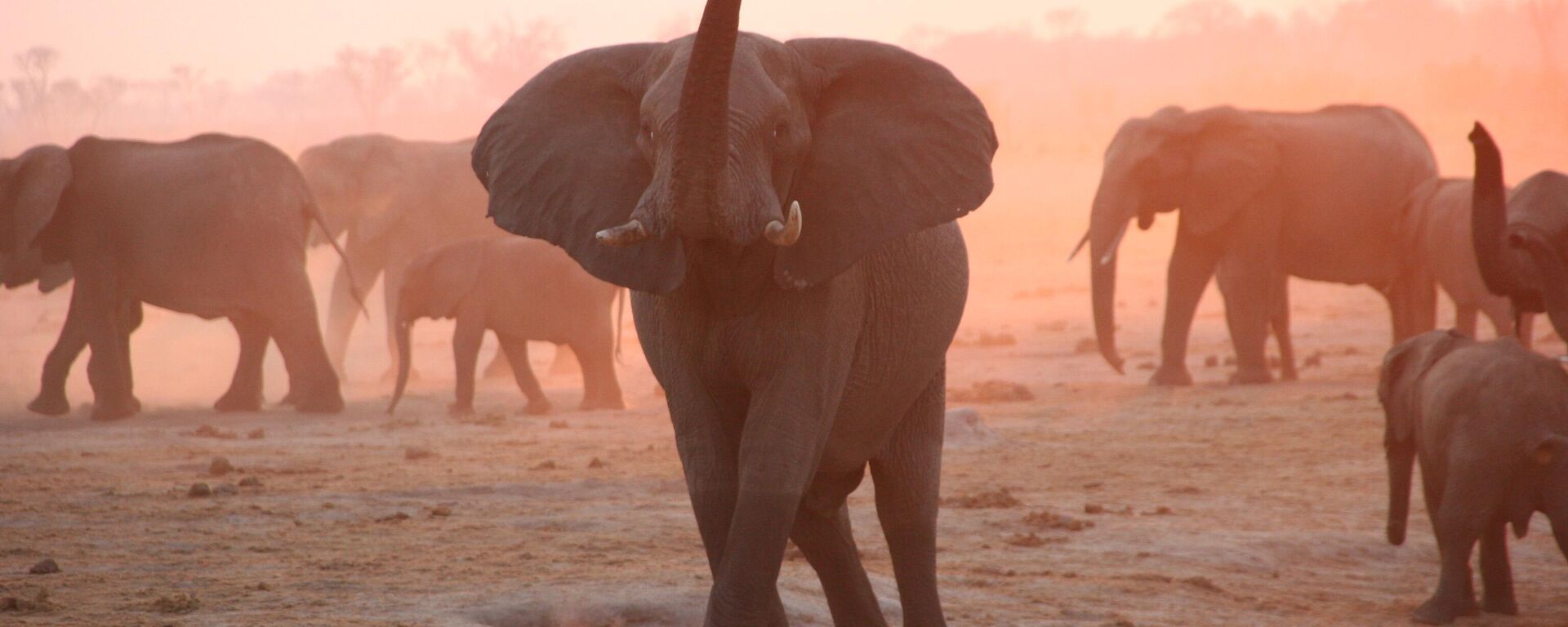 Elephants, Hwange National Park, Zimbabwe, 2007 - Sputnik Africa, 1920, 08.12.2023