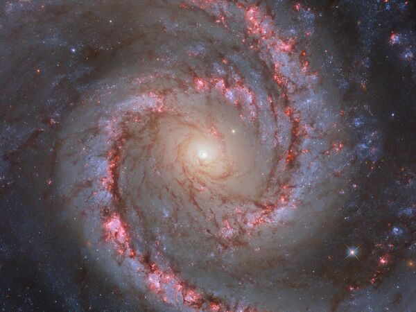 This vibrant and dynamic-looking image features the spiral galaxy NGC 1566, which is sometimes informally referred to as the ‘Spanish Dancer Galaxy’. Like the subject of another recent Hubble Picture of the Week, NGC 1566 is a weakly-barred or intermediate spiral galaxy, meaning that it does not have either a clearly present or a clearly absent bar-shaped structure at its centre.  - Sputnik Africa
