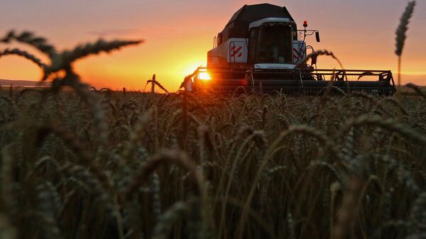 Wheat harvesting in the Krasnoyarsk Krai. - Sputnik Africa