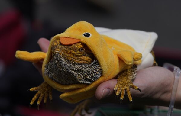 A Bearded dragon reptile is dressed up as a duck for the traditional blessing of animals ceremony at Placita Olvera downtown in Los Angeles Saturday, April 16, 2022.  - Sputnik Africa