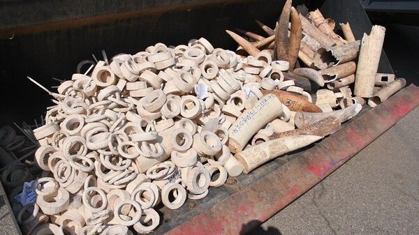 Nigeria's first-ever ivory crush. - Sputnik Africa