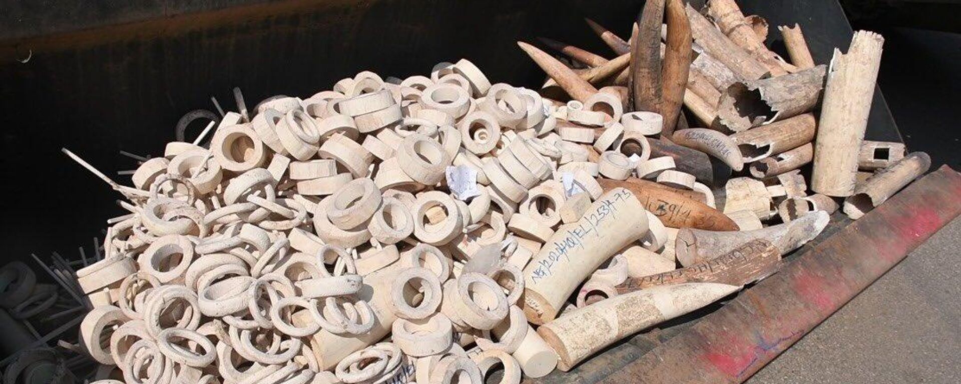 Nigeria's first-ever ivory crush. - Sputnik Africa, 1920, 09.01.2024