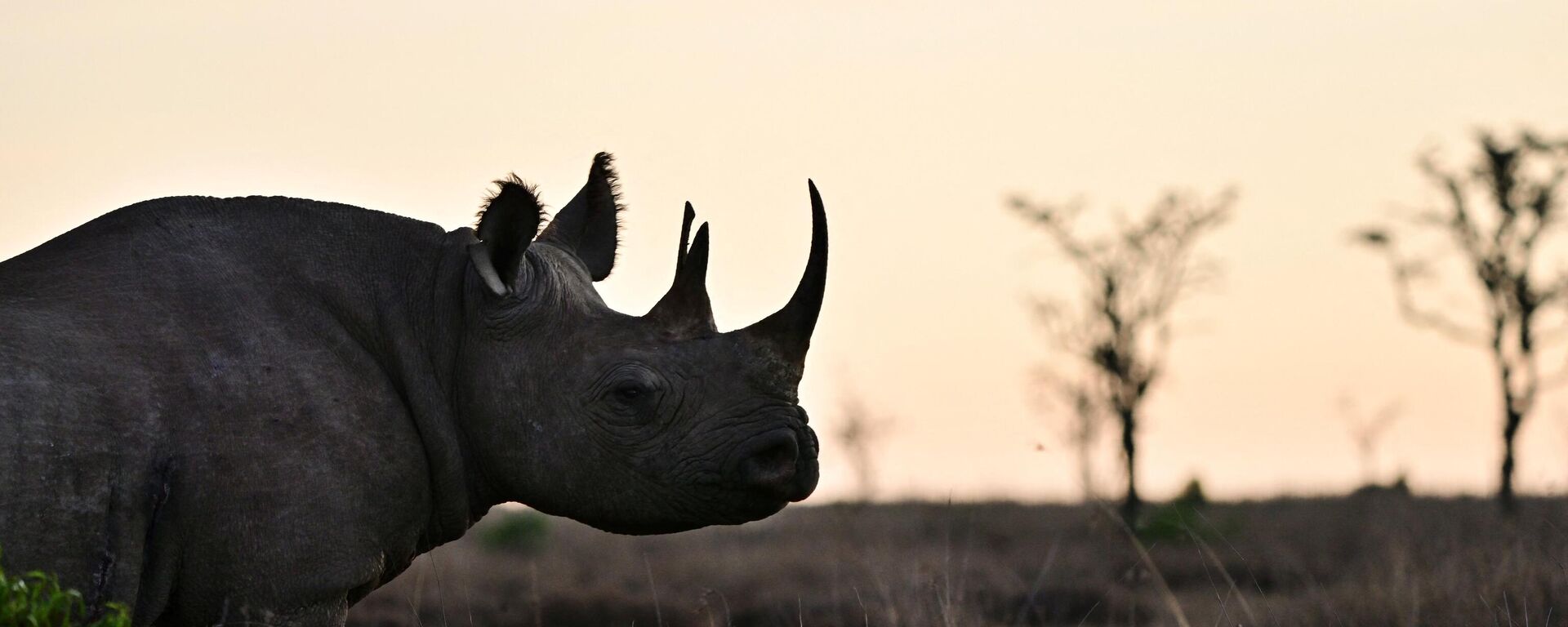 A picture taken on May 28, 2019, shows a black rhinoceros roaming at dawn at ol-Pejeta conservancy at Laikipia's county headquarters, Nanyuki, near Mt. Kenya. - Sputnik Africa, 1920, 17.01.2024