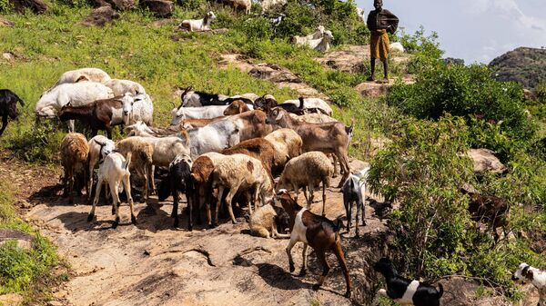 A boy looks on as goats grazing in Lomusian, Karamoja region, Uganda, on May 26, 2022. - Sputnik Africa