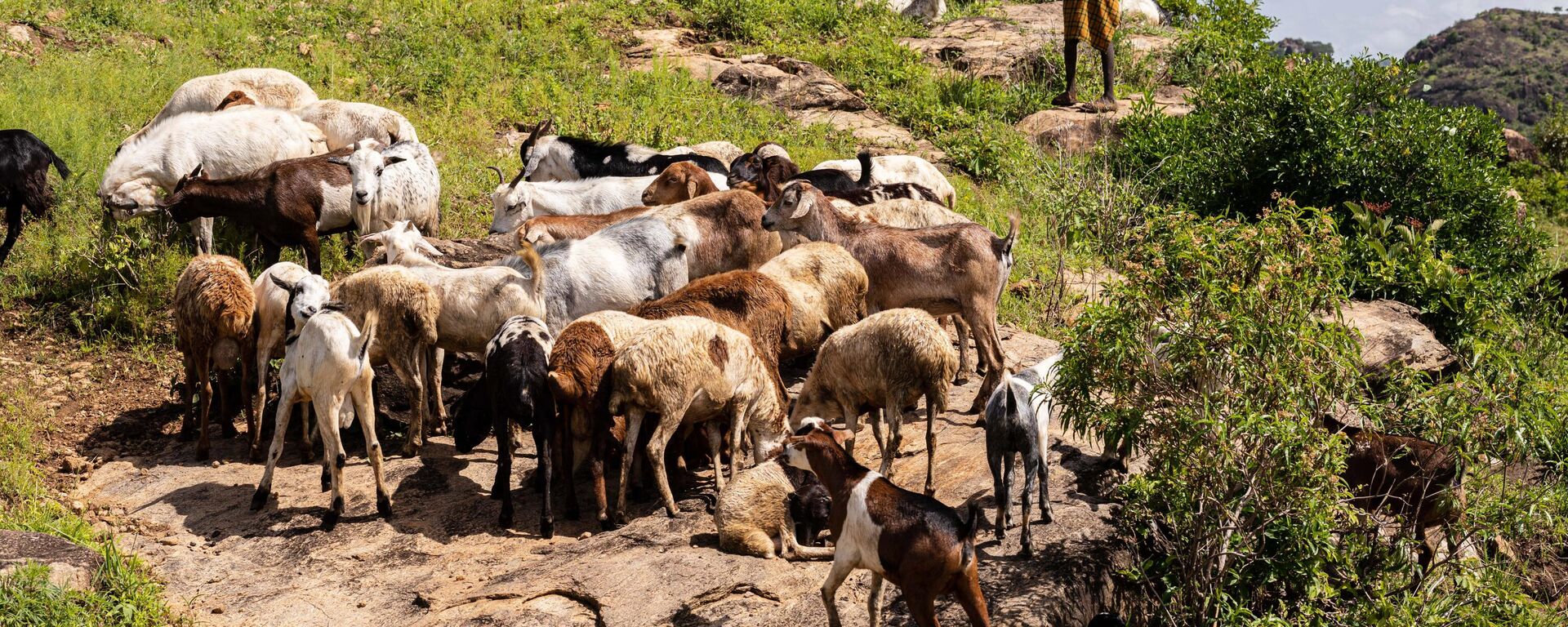 A boy looks on as goats grazing in Lomusian, Karamoja region, Uganda, on May 26, 2022. - Sputnik Africa, 1920, 18.01.2024