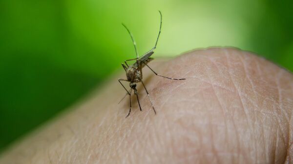 malaria mosquito - Sputnik Africa