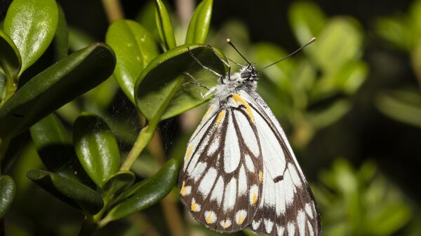 Caper White butterfly - Sputnik Africa
