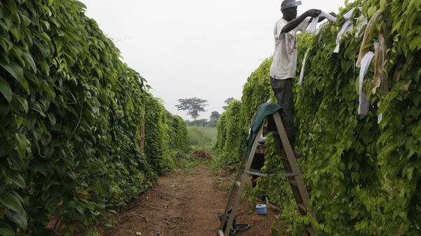 In this photo taken Tuesday, Oct. 2, 2012. A man works on a farm at the International Institutes for tropical Agriculture in Ibadan, Nigeria.  - Sputnik Africa