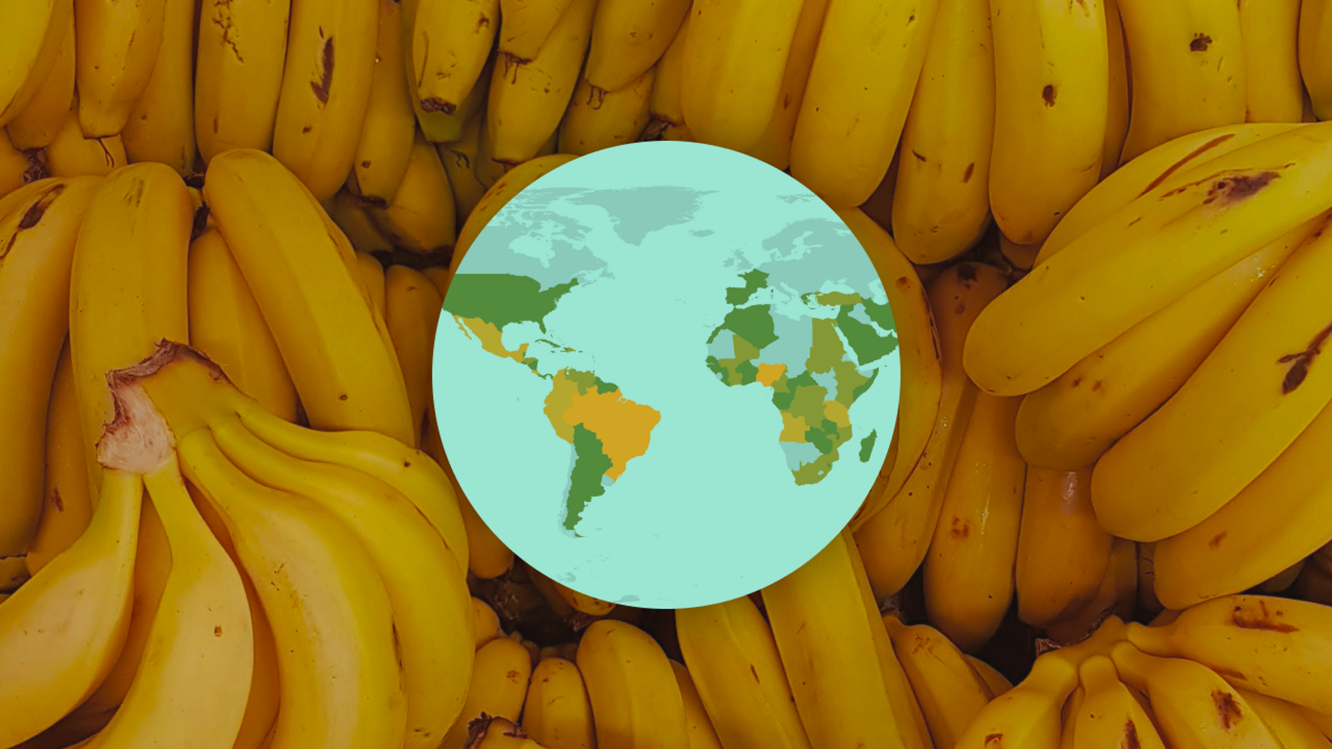 Quels pays sont les plus gros producteurs de bananes - Sputnik Afrique, 1920, 10.02.2024