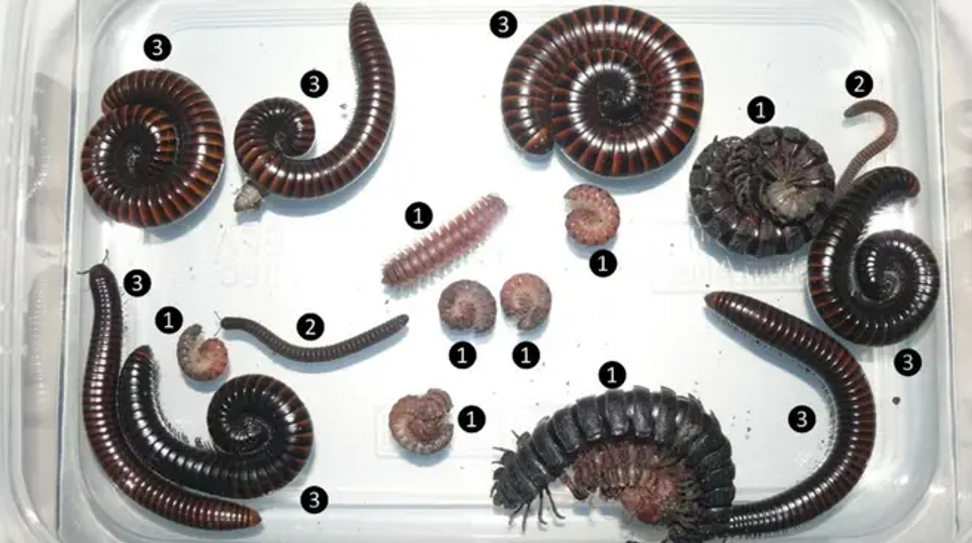 A box of sample millipedes collected by University of the Sunshine Coast FoRCE project researchers in Tanzania.  - Sputnik Africa, 1920, 11.02.2024