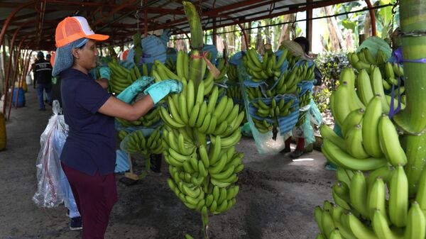 A worker starts the job of sorting out bunches of bananas shortly after harvest at a packing plant in Los Rios, Ecuador - Sputnik Africa
