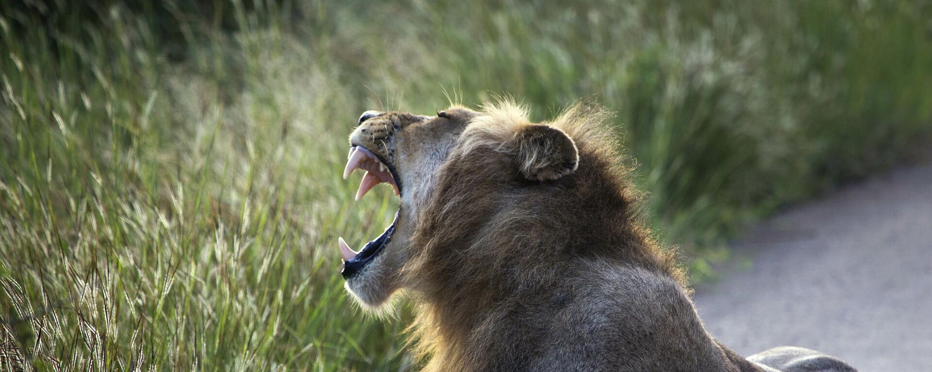 A lion lays on the side of the road in Kruger National Park, South Africa, Wednesday March 6, 2019. According to the WWF, three-quarters of African lion populations are in decline. With only around 20,000 in the wild, they are classified as vulnerable. - Sputnik Africa, 1920, 20.02.2024