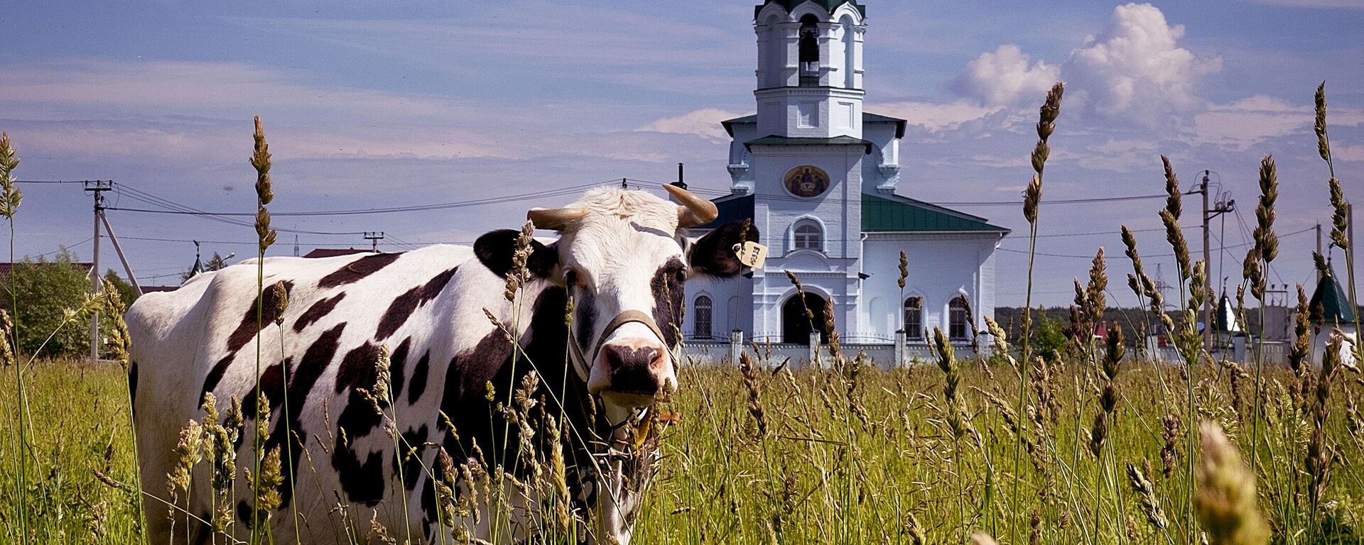 A cow grazes in front of a church during the 2018 soccer World Cup in near Vatutinki near Moscow, Russia, Tuesday, June 19, 2018. - Sputnik Africa, 1920, 22.02.2024