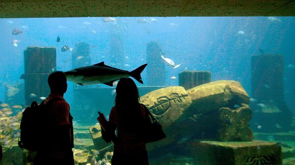 Guests watch fish swimming in the lost chambers section of one of the largest aquariums in the Middle East at the Atlantis resort on the Palm Jumeirah in Dubai on July 1, 2008.  - Sputnik Africa