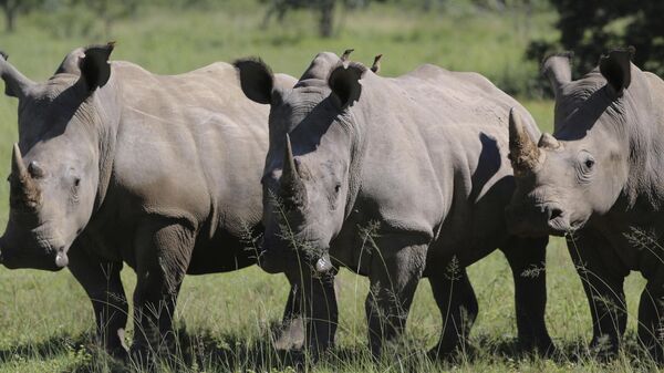 Three rhinos line up at the Welgevonden Game Reserve in the Limpopo province, South Africa. - Sputnik Africa