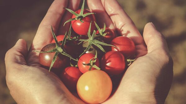 Tomates, image d'illustration - Sputnik Afrique