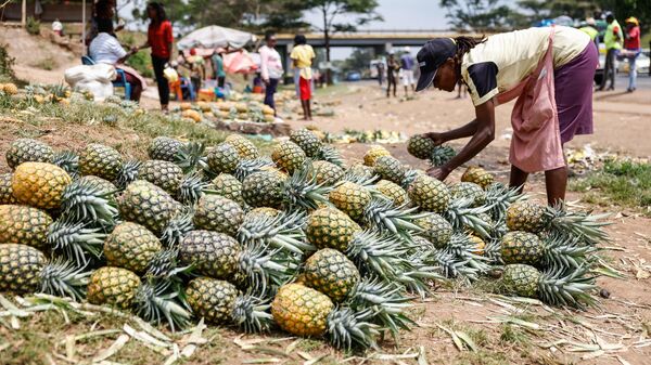 A vendor displays pineapples while waiting for costumers at an informal market on the road opposite to Del Monte's pineapple plantations in Kabati, Kenya on January 18, 2024.  - Sputnik Africa