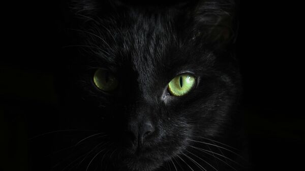 Un chat noir - Sputnik Afrique