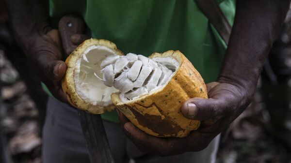 A farmer opens a Cocoa pod in Divo, West-Central Ivory Coast, November 19, 2023.  - Sputnik Africa