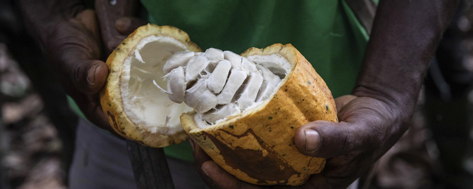 A farmer opens a Cocoa pod in Divo, West-Central Ivory Coast, November 19, 2023.  - Sputnik Africa, 1920, 28.03.2024