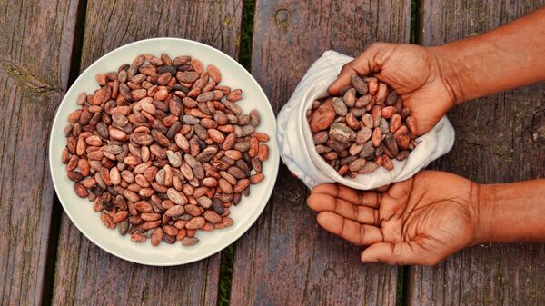 Cocoa beans - Sputnik Africa