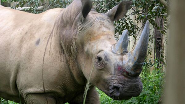 Nande, a seven-year-old, 1,700 kilograms female white rhino is photographed in Uganda Thursday, Aug. 24, 2006. - Sputnik Africa