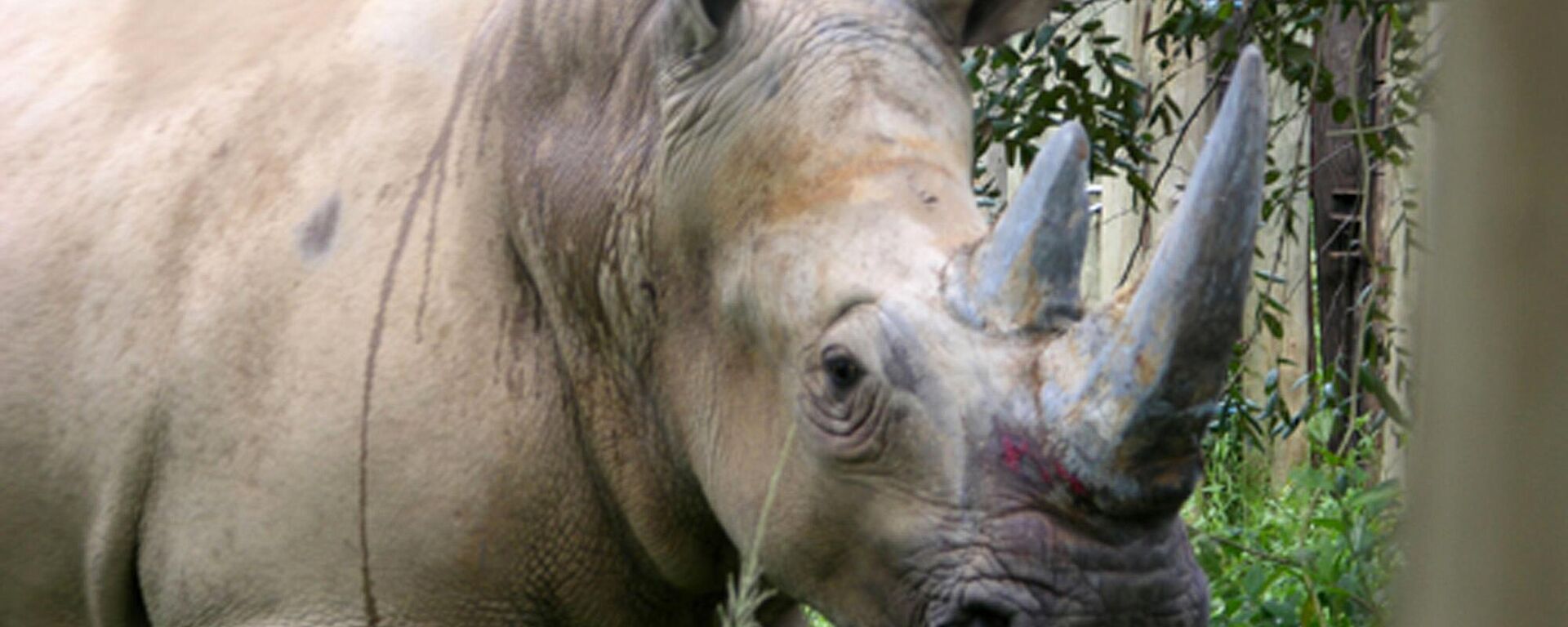 Nande, a seven-year-old, 1,700 kilograms female white rhino is photographed in Uganda Thursday, Aug. 24, 2006. - Sputnik Africa, 1920, 01.04.2024