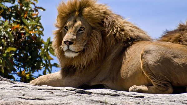 Male Lion on Rock - Sputnik Africa