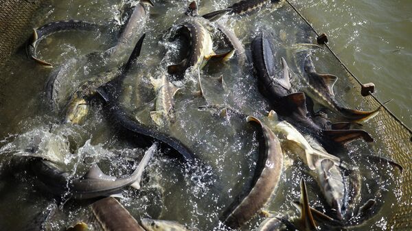 A view shows fish in one of the ponds during the spring classification of sturgeon broodstock at the Grivensky sturgeon hatchery in Krasnodar Region, Russia.  - Sputnik Africa