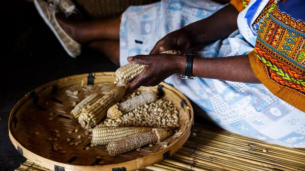 Poet, storyteller and retired schoolteacher, Hatifari Munongi shells a basket of corn at the replica traditional homestead she set up in the backyard of her house in the suburb of Marlborough in Harare on October 18, 2018. - Sputnik Africa