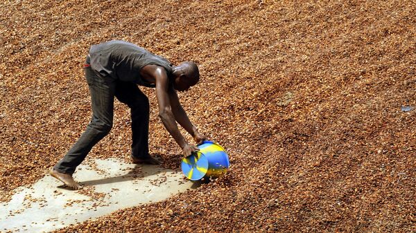 In this April 6, 2004 file photo, a worker shovels up cocoa beans after they have been dried in the sun, ready to be put into into sacks for export, in Guiglo in western Ivory Coast. West Africa's cocoa industry is still trafficking children and using forced child labor despite nearly a decade of efforts to eliminate the practices, according to an independent audit published by Tulane University in late September 2010. - Sputnik Africa