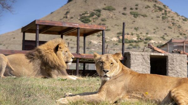 Lions Nikola and Vasylyna - Sputnik Africa