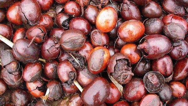 Le Nigéria mise sur le beurre de karité, substitut moins cher que le cacao dont le prix explose