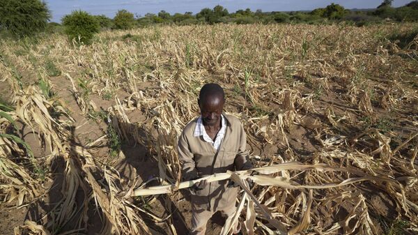 A farmer in Mangwe district in southwestern Zimbabwe, stands in the middle of his dried up crop field amid a drought, in Zimbabwe - Sputnik Africa