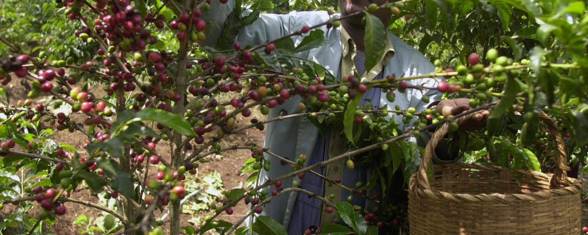 Mohammed Fita picks coffee beans on his farm Choche, near Jimma, 375 kilometers southwest of Addis Ababa, Ethiopia, on Saturday, Sept. 21 2002. - Sputnik Africa, 1920, 04.06.2024